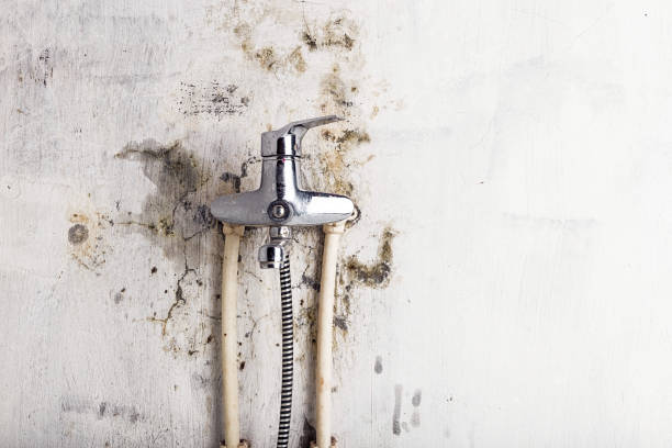 Best Office Mold Removal Services  in Havana, FL