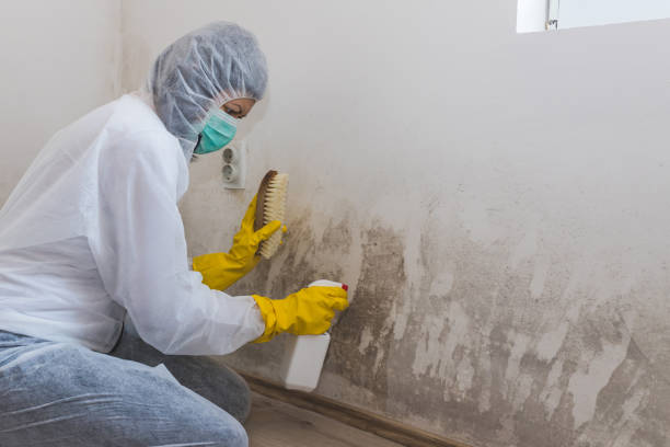 Best Mold Damage Repair  in Havana, FL
