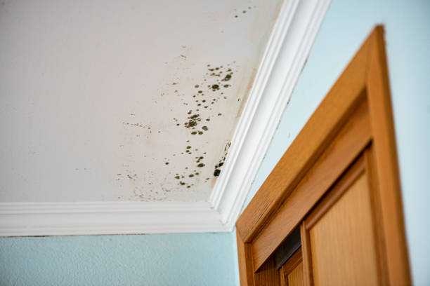 Best Residential Mold Removal  in Havana, FL