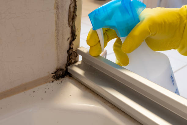 Best Commercial Mold Removal  in Havana, FL