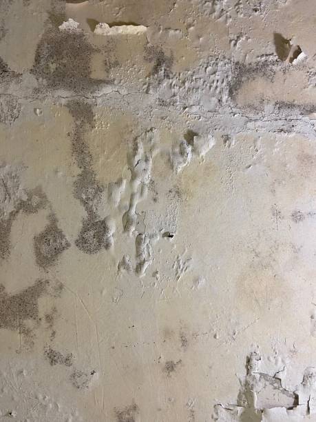 Attic Mold Removal in Havana, FL